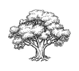 Wall Mural - ink sketch of oak tree.