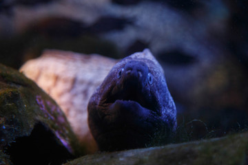 moray eel in an aquarium