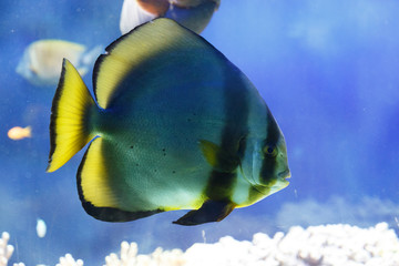 Wall Mural - tropical fish in an aquarium