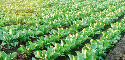 cabbage plantations grow in the field. vegetable rows. farming, agriculture. Landscape with agricultural land. crops. selective focus