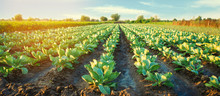 Agriculture 2 Free Stock Photo Public Domain Pictures