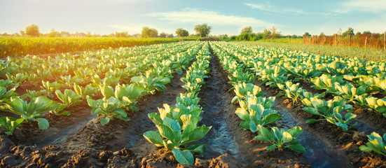 cabbage plantations grow in the field. vegetable rows. farming, agriculture. landscape with agricult