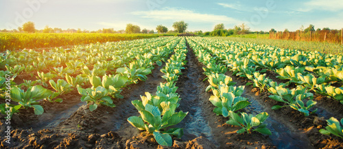Cuadros en Lienzo cabbage plantations grow in the field