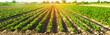 vegetable rows of pepper grow in the field. farming, agriculture. Landscape with agricultural land. selective focus