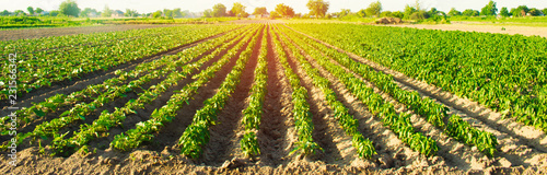 Fotografía vegetable rows of pepper grow in the field