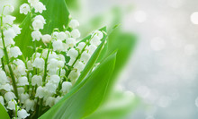Lilly Of The Valley Flowers On Gray Bokeh Banner With Copy Space