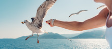 Woman Traveling On Ferryboat And Feeding Seagulls