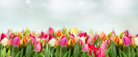 Wall Mural - tulips in garden on blue sky background wide banner