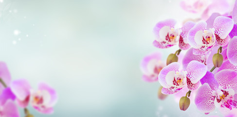 Wall Mural - bunch of pink orchid branches on blue bokeh background banner