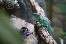 Lizard On A Branch