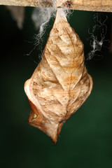 Butterfly chrysalis. Butterflies are insects in the macrolepidopteran clade Rhopalocera from the order Lepidoptera, 