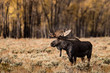 Moose Profile