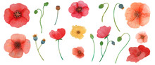 Wild Flowers Poppy Watercolor Pattern Illustration Seamless