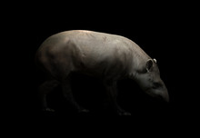 Brazilian Tapir In The Dark
