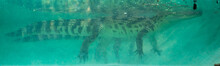 Crocodile Under Water