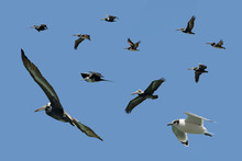 Assorted Sea Birds In Fly