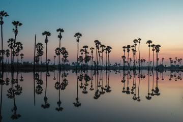   Sugar palm tree field with reflection in the water before sunrise so beautiful.