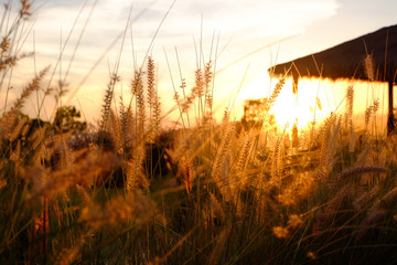 Canvas Print - Grass flowers and sunshine in the evening.