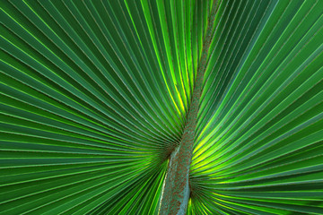 Wall Mural - Colorful pattern of palm leaves for background