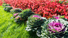 Ornamental Kale And Chrysanthemums In Flower Border