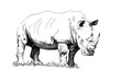 Rhino hand drawn illustrations