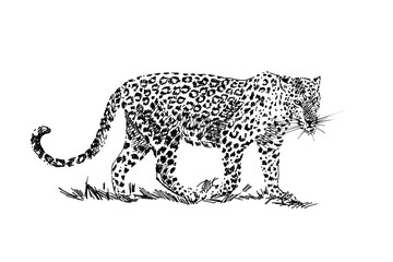 Wall Mural - Leopard hand drawn illustrations