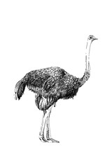 Wall Mural - Ostrich hand drawn illustrations