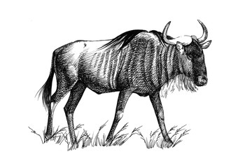 Wall Mural - Wildebeest hand drawn illustrations