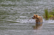 © vaclav - Grizzly bear in Alaska Katmai National Park hunts salmons (Ursus arctos horribilis)