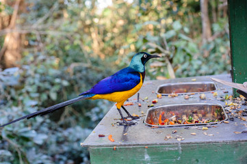 South Africa bird eating food at sunset in a private park