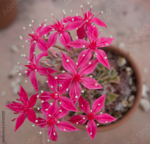 Fotografie, Obraz Succulenta fiorita Graptopetalum bellum (Tacitus bellus)