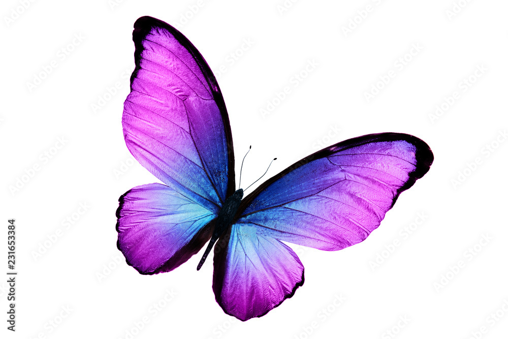 beautiful purple butterfly isolated on white background - obrazy, fototapety, plakaty 