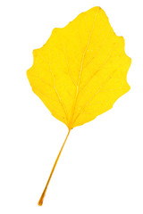 Poster - Yellow poplar leaf on isolated