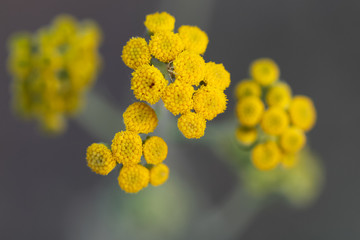 Wall Mural - soft yellow flowers background