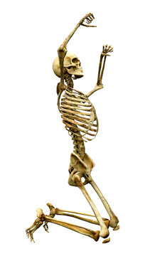 3D Rendering Human Skeleton on White