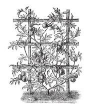 Tomato Plant (Lycopersicum Esculentum) - Vegetable / Vintage Illustration From Meyers Konversations-Lexikon 1897