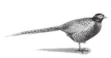 Common Pheasant (Phasianus Colchicus) / Vintage Illustration From Meyers Konversations-Lexikon 1897 