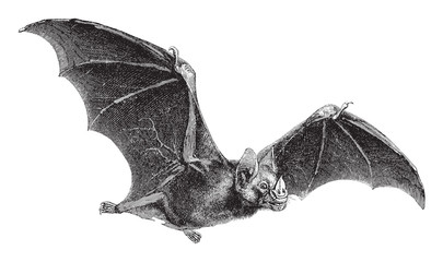 Vampire-Bat (Vampirus spectrum) / vintage illustration from Meyers Konversations-Lexikon 1897