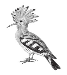 Wall Mural - Hoopoe (Upupa epops) / vintage illustration from Meyers Konversations-Lexikon 1897