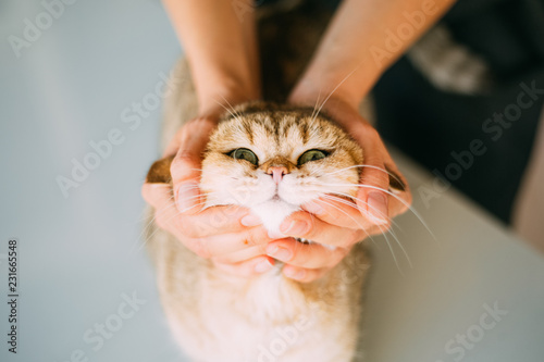 Golden Shaded British Shorthair Cat Buy This Stock Photo And