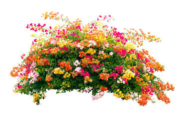 Bougainvillea flower isolate on white background