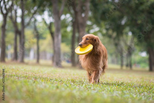 golden retriever frisbee