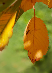 Canvas Print - yellow autumn cherry leaves and big mosquito isolated on sunny background.