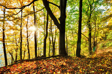 Poster - Warm autumn scenery in a forest, with the sun casting beautiful rays of light through the mist and trees