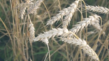 Wall Mural - grain crop on the field close up, ears of golden rye in the field