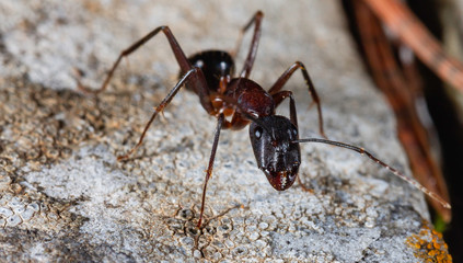 Carpenter ant close up