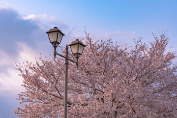  Cherry blossom in spring season, Japan.