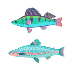 Wall Mural - Jack Dempsey Marine Fish Set Vector Illustration