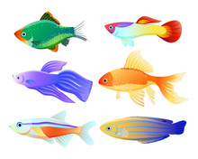 Aquarium Fish Specie Cartoon Illustration Set