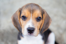 Cute Beagle Puppy Dog Looking To Camera.